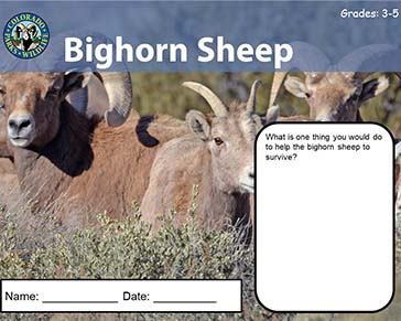 Thumbnail cover image of Bighorn Sheep Grade 3-5 PDF