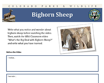 Thumbnail cover image of Bighorn Sheep MS-HS PDF