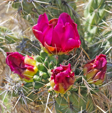 A close up of pink cactus flowers.