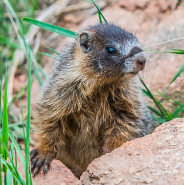 A close up portrait of a marmot.