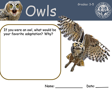 Thumbnail cover image of Owls Grade 3-5 PDF