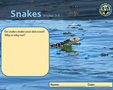 Thumbnail cover image of Snake Sheds Grade 3-5 PDF