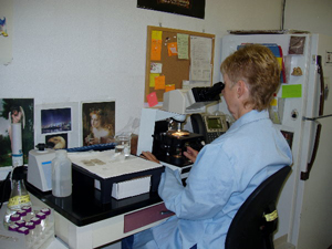 J. Tarman looking through microscope