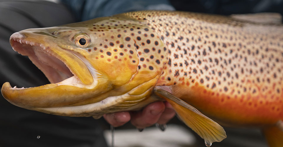 Brown Trout with Mouth Open