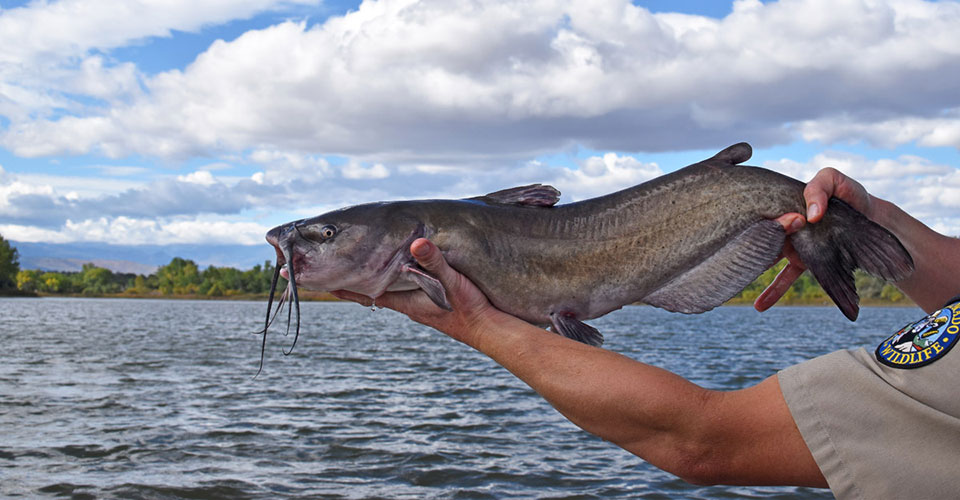 Channel Catfish Held by CPW Employee