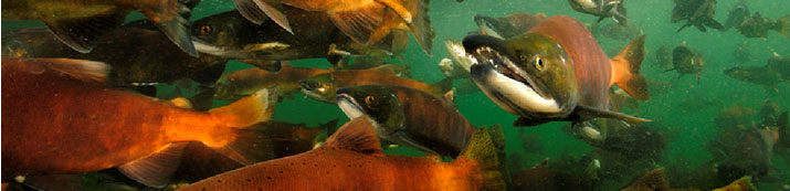 Kokanee salmon under water