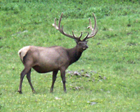 Bull elk on grassy slope