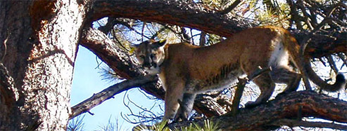 Mountain Lion in Tree