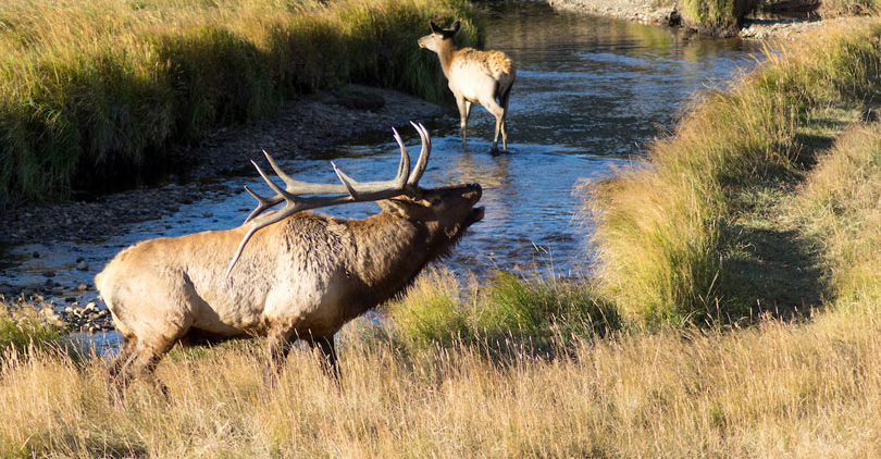 A buggling bull elk.