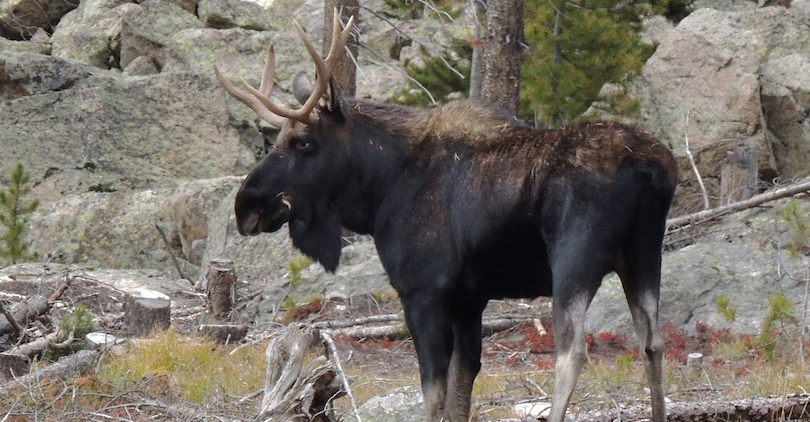 Moose bull