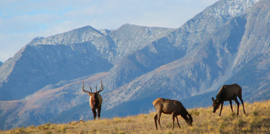 Elk on Mountain