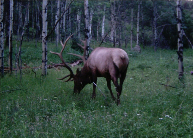 Trail cam picture of elk