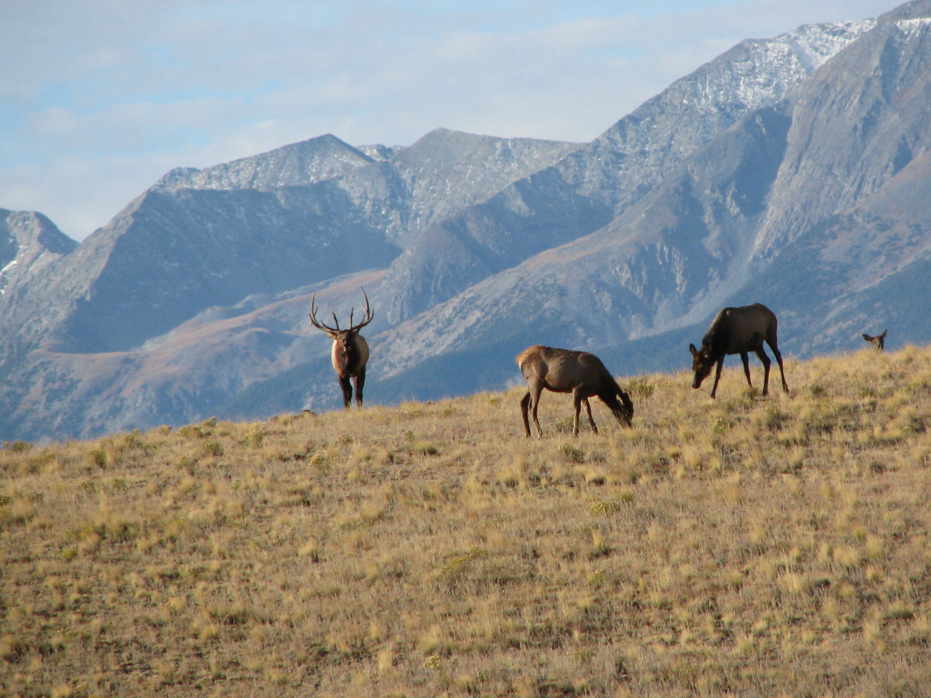 Elk in the High Country