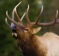 Elk Bugle, Photo by David Hannigan