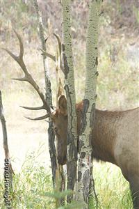 Elk Rubbing Antlers © D.Hannigan/CPW