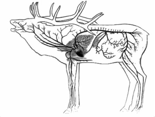 Diagram of Elk Circulatory System