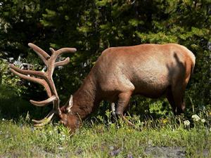 Bull Elk in Summer Velvet © M.Seraphin/CPW