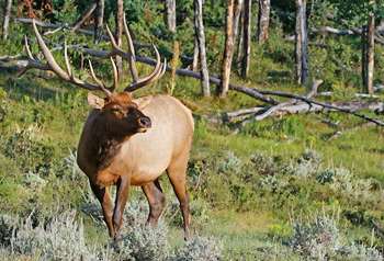 Elk Hunting University