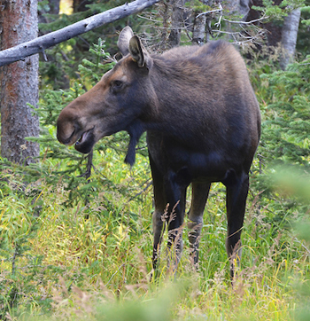 Youth Cow Moose Hunt