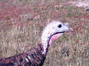 Turkey hen head - showing eyes