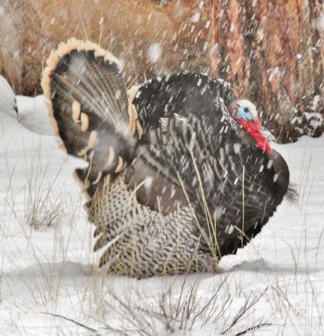 Wild Turkey Tom, Photo by David Hannigan