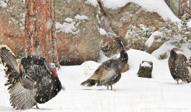 Wild Turkey Tom and Hens, Photo by David Hannigan