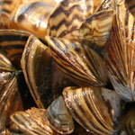 Zebra mussels up close