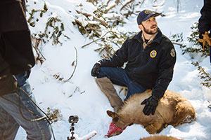 District Wildlife Manager releasing a bear in the winter woods