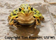 Northern Leopard Frog - Copyright Tom Koerner, USFWS
