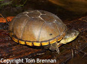 Yellow Mud Turtle - Copyright Tom Brennan
