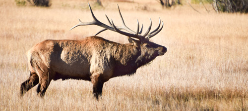 Colorado Parks & Wildlife - Don't Domesticate