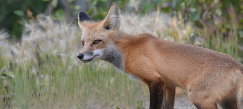 A red fox in a field.