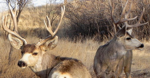 Teo Mule Deer Bucks