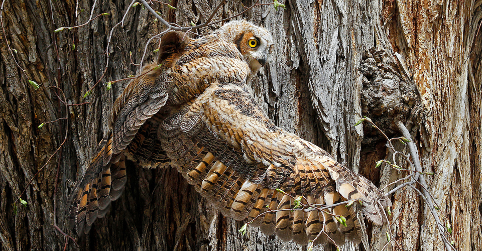 Great Horned Own