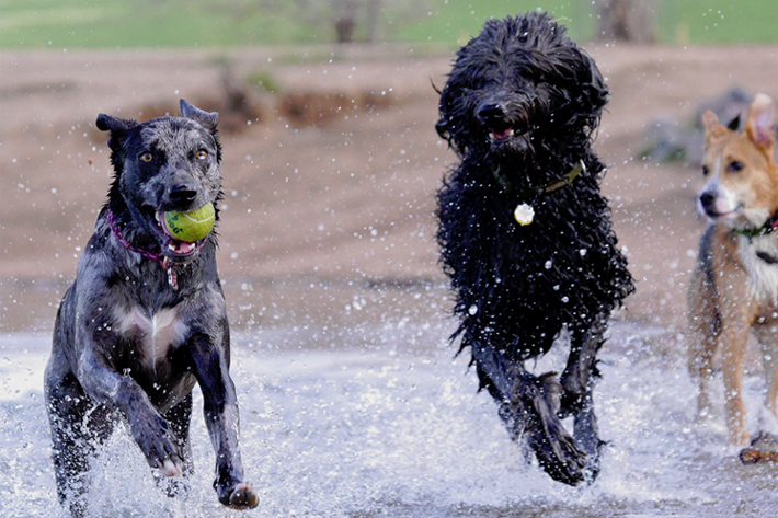 Dogs playing at Chatfield State Park's off-leash area.