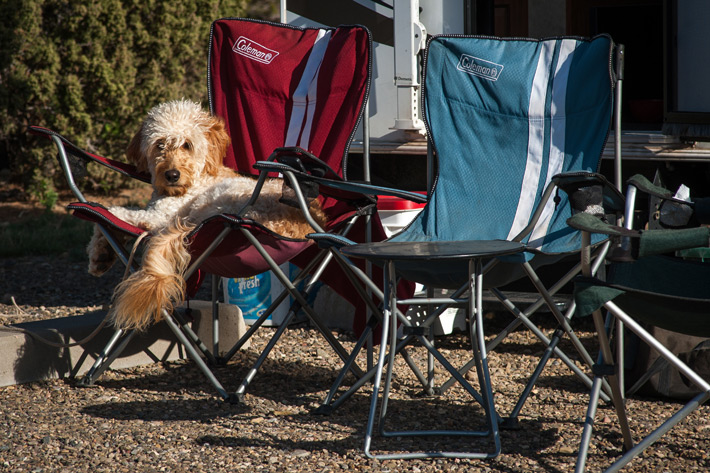 Dog in camping chair