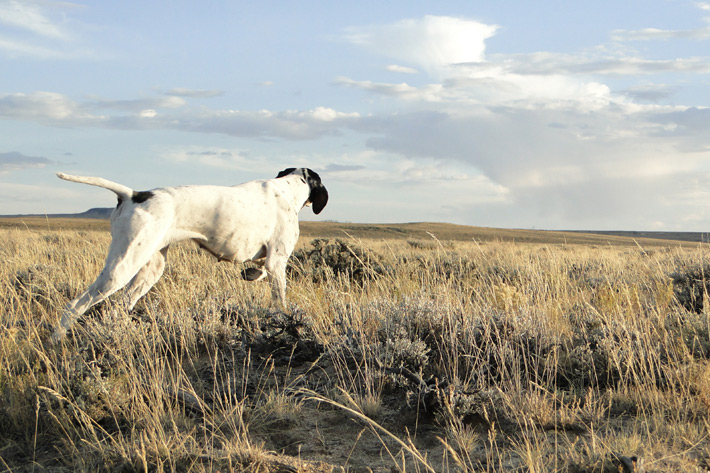 A hunting dog practices pointing.