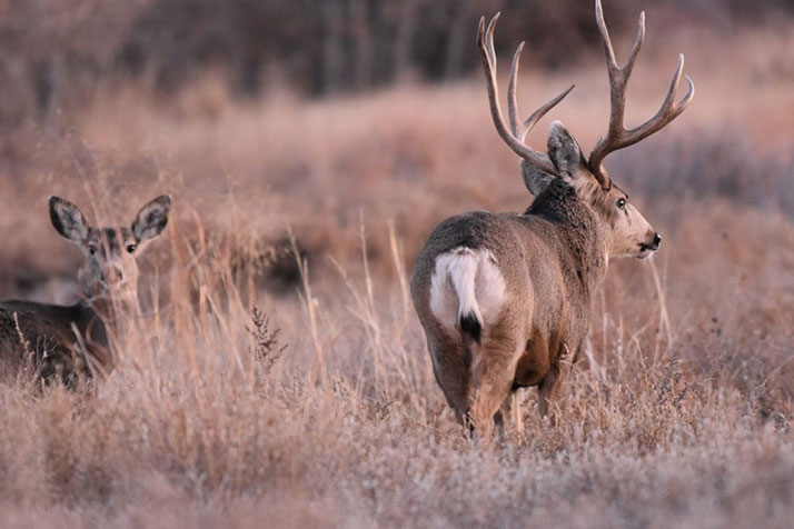 Mule Deer buck and doe during rut
