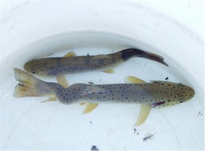 Brown trout showing deformities from whirling disease.