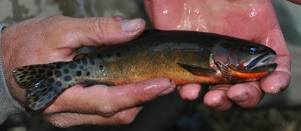 Rio Grande cutthroat trout