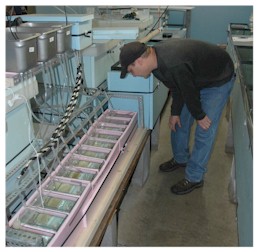 Studies of thermal tolerances in mountain whitefish. Credit Kevin Rogers, CPW.