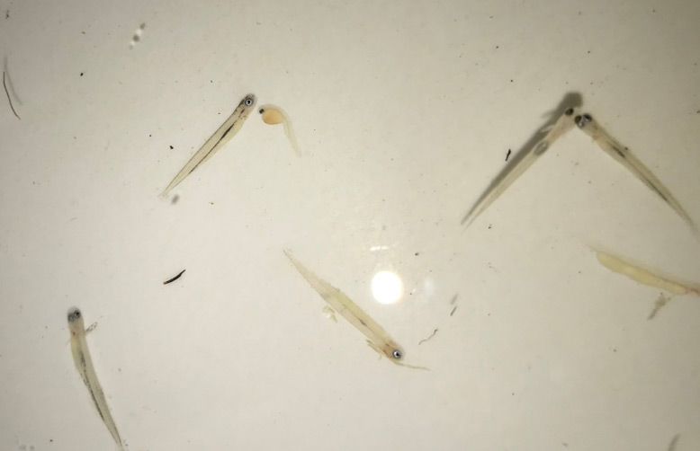 Larval suckers and a larval Roundtail Chub collected from Roubideau Creek.