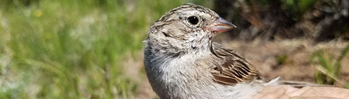 Researcher holding Brewer's Sparrow in alpine habitat at Jarosa Mesa