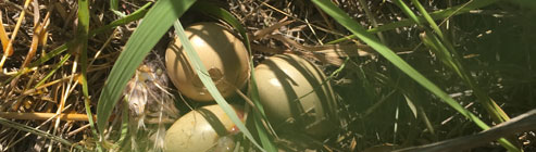 grassland bird eggs