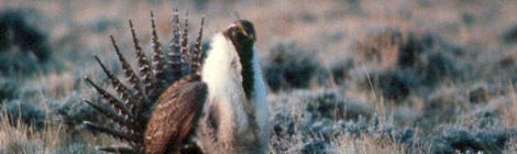 greater sage-grouse