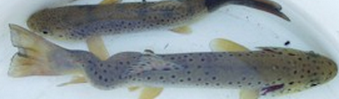 Trout with whirling disease