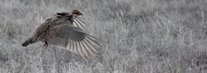 Bird taking flight