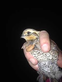 Bobwhite quail with transmitter