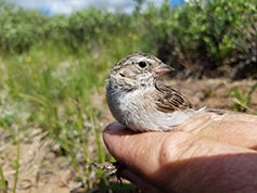 Figure 1: Researcher showing Brewer's Sparrow in Alpine at Jarosa Mesa