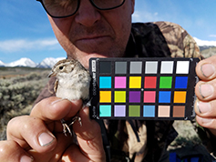 Figure 4 - Researcher holds bird next to chart. Sagebrush habitat at Twin Lakes